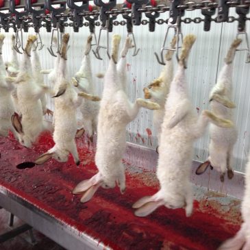 Legalización instalaciones del matadero de conejos GALIPIENZO